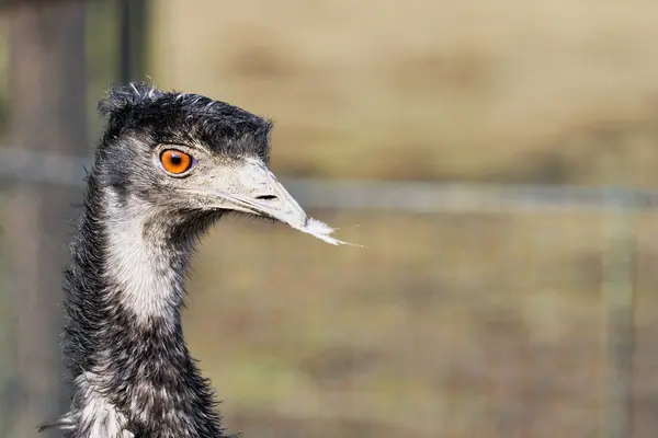 Portret van de emu (emoes novaehollandiae) — Stockfoto