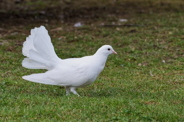 Beautiful white pigeon on the grass background — Stock Photo, Image