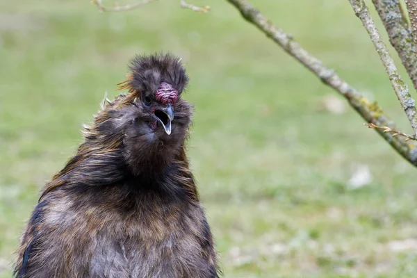 Chinese silky bantam chicken with blurred background — Stock Photo, Image