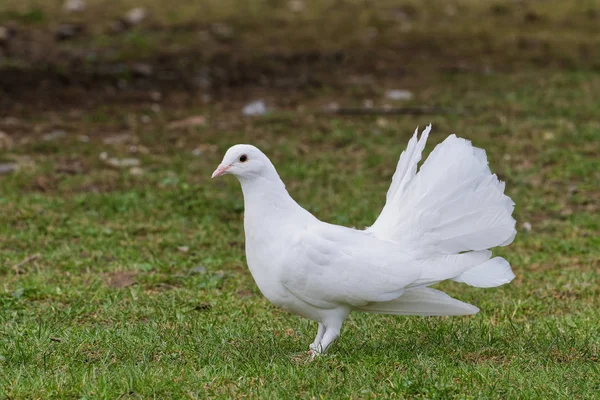 Vacker vit duva på gräs bakgrunden — Stockfoto