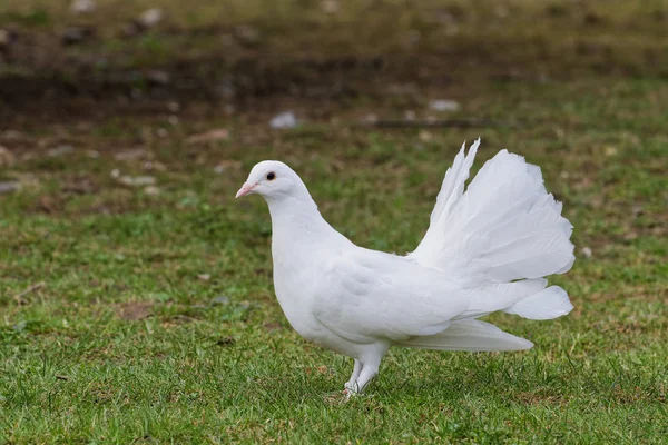 Красивый белый голубь на фоне травы — стоковое фото