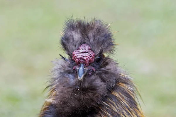 Chinese zijdeachtige kriel kip met onscherpe achtergrond — Stockfoto