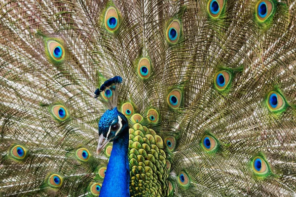 Close up of a male peacock displaying its tail feathers — Stock Photo, Image