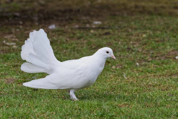 Schöne weiße Taube auf dem Gras Hintergrund — Stockfoto