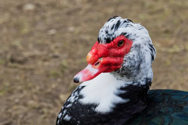 Muscovy ducks (Cairina moschata) is a duck — Stock Photo, Image