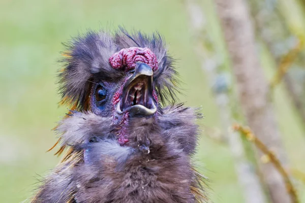 Chinese zijdeachtige kriel kip met onscherpe achtergrond — Stockfoto