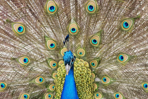 Close up van een mannelijke Pauw haar staartveren weergeven — Stockfoto