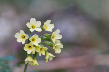 Çiçeği (Primula veris) içinde bir vahşi