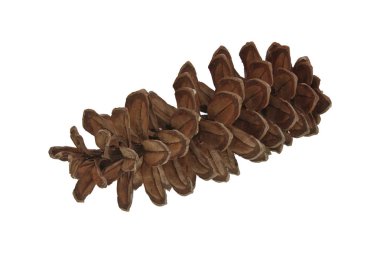 Beyaz arkaplanda çam kozalağı