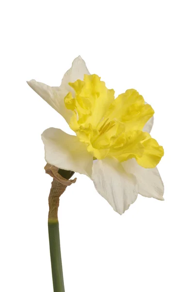 Yellow daffodil (Narcissus) on a white background — Stock Photo, Image