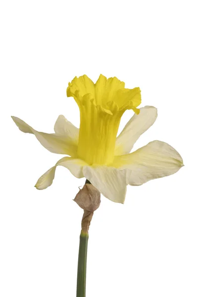Jonquille jaune (Narcisse) sur fond blanc — Photo