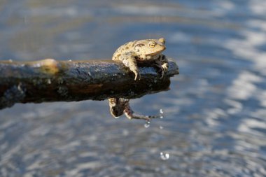 Bir doğada yaygın Kurbağa (Bufo bufo)