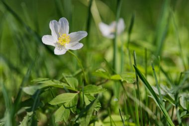 Bir doğa bahar çiçek ahşap anemone (Anemone nemorosa)