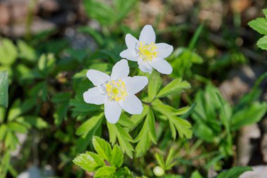 Bir doğa bahar çiçek ahşap anemone (Anemone nemorosa)