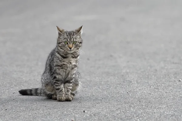 Retrato de gato peludo en un camino de asfalto — Foto de Stock