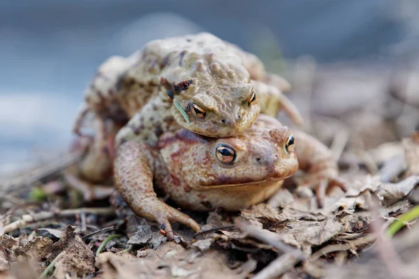 Обычная жаба (Bufo bufo) в природе — стоковое фото