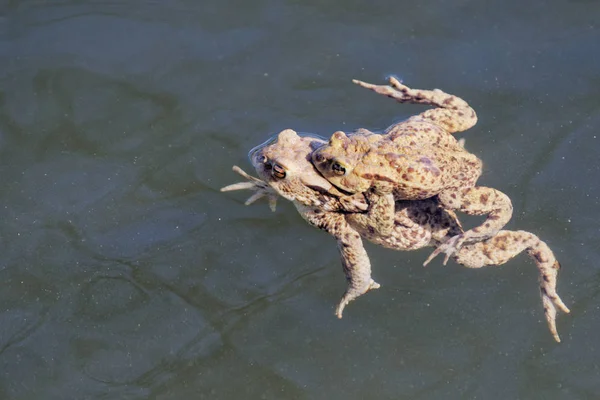 Sapo comum (Bufo bufo) swin em uma lagoa — Fotografia de Stock