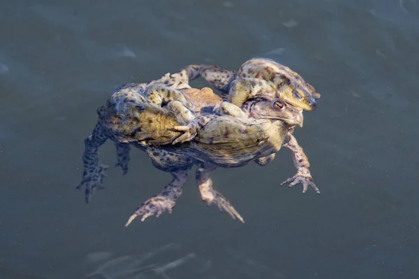 Κοινή swin φρύνος (Bufo bufo) σε μια λιμνούλα — Φωτογραφία Αρχείου