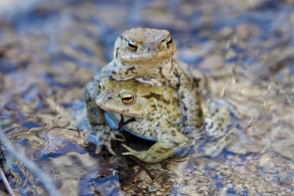 Erdkröte (bufo bufo) in der Natur — Stockfoto