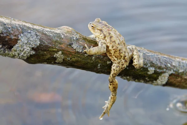 Обычная жаба (Bufo bufo) в природе — стоковое фото