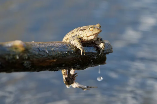 Обычная жаба (Bufo bufo) в природе — стоковое фото