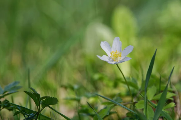 Anêmona de madeira de flor de primavera (Anemone nemorosa) em uma natureza — Fotografia de Stock