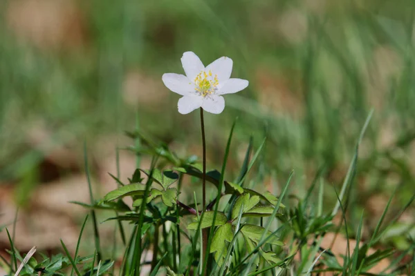 Anêmona de madeira de flor de primavera (Anemone nemorosa) em uma natureza — Fotografia de Stock