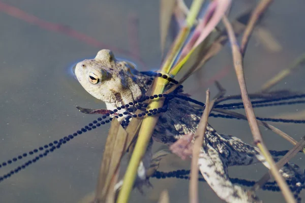 Gewone pad (Bufo bufo) in een natuurgebied — Stockfoto