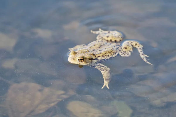 Gemeenschappelijk pad (Bufo bufo) swin in een vijver — Stockfoto