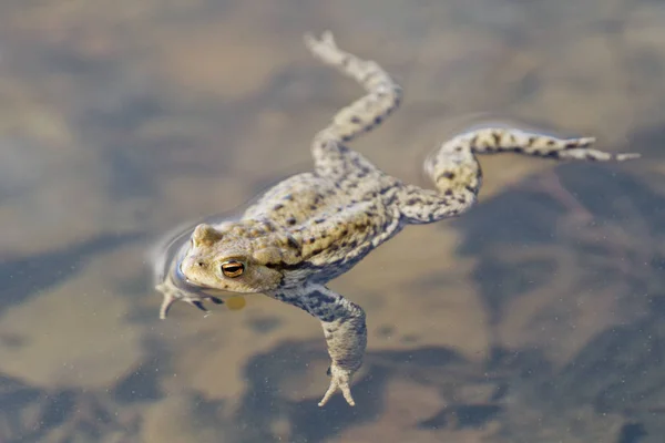 Wspólne ropucha (Bufo bufo) zmalały w stawie — Zdjęcie stockowe