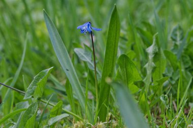 Bir doğada mavi Bahar çiçeği (Scilla)