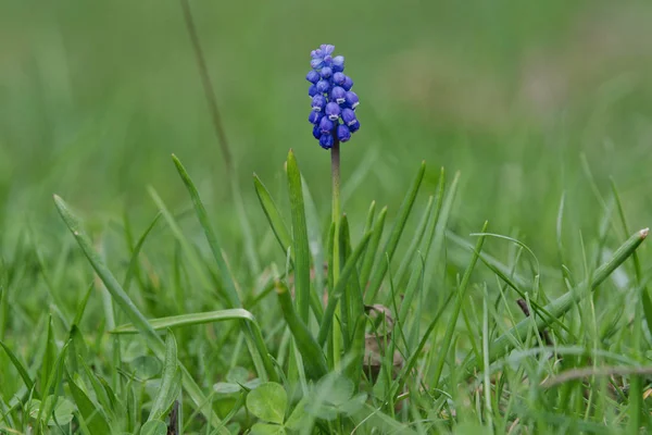 Tender flor muscari azul (Muscari armeniacum) em uma natureza — Fotografia de Stock