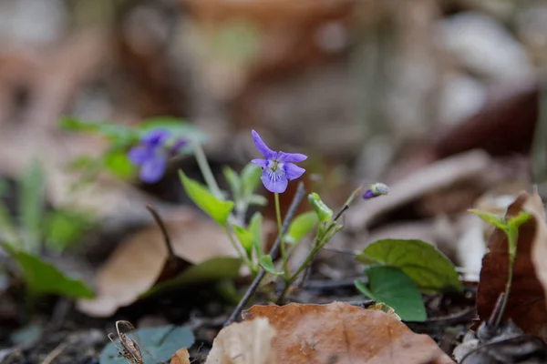 Violeta de madeira pálida (Viola reichenbachiana) em uma natureza — Fotografia de Stock