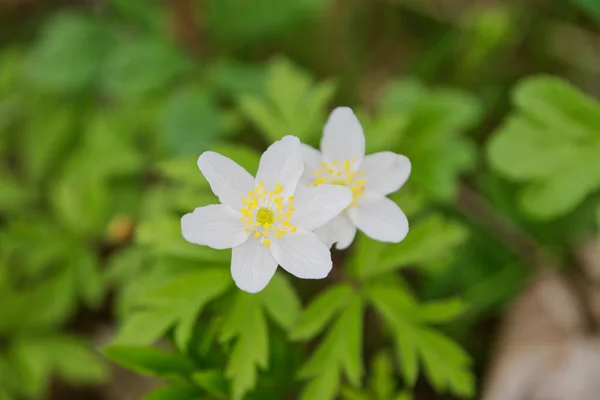 Анемон (Anemone nemorosa) в природе — стоковое фото