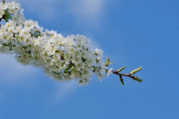 Hermosos árboles frutales florecientes. Florecientes ramas de plantas en primavera cálido día soleado brillante — Foto de Stock