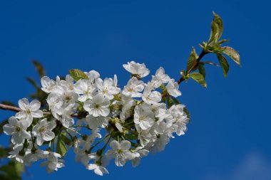 Güzel çiçekli meyve ağaçları. Bahar sıcak parlak güneşli bir günde çiçek açan bitki şubeleri