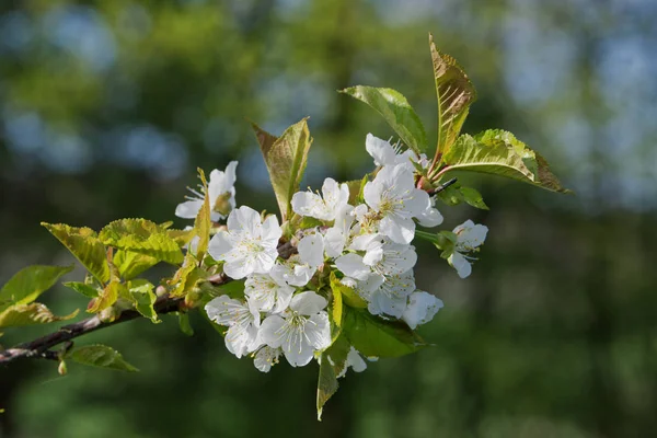 Beaux arbres fruitiers à fleurs. Plante en fleurs branches au printemps chaude journée ensoleillée — Photo
