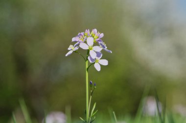 Cuckooflower (Kartamin pratensis) bir bahar doğada