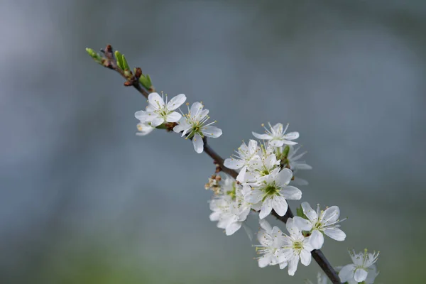 Beaux arbres fruitiers à fleurs. Plante en fleurs branches au printemps chaude journée ensoleillée — Photo