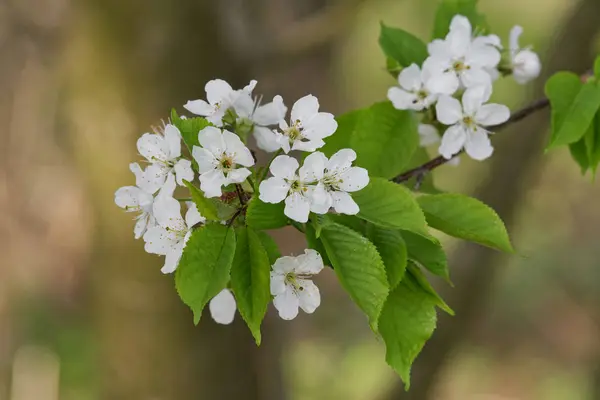 Vackra blommande fruktträd. Blommande växt filialer i våren varm solig dag — Stockfoto