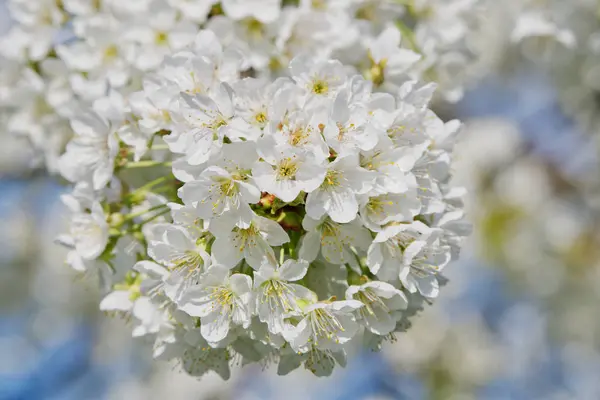 Beaux arbres fruitiers à fleurs. Plante en fleurs branches au printemps chaude journée ensoleillée — Photo