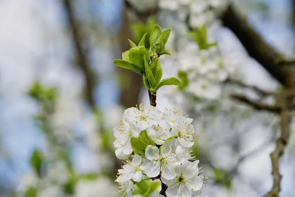 Beaux arbres fruitiers à fleurs. Plante en fleurs branches au printemps chaude journée ensoleillée — Photo