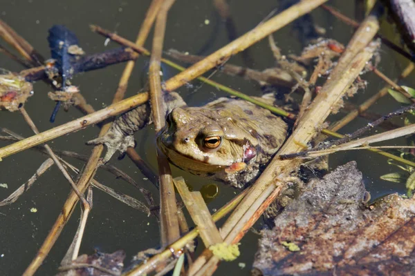 Bir doğada yaygın Kurbağa (Bufo bufo) — Stok fotoğraf