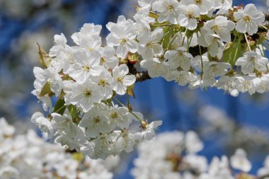 Güzel çiçekli meyve ağaçları. Bahar sıcak parlak güneşli bir günde çiçek açan bitki şubeleri