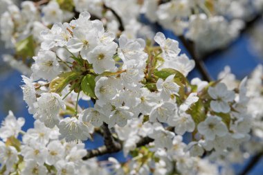 Güzel çiçekli meyve ağaçları. Bahar sıcak parlak güneşli bir günde çiçek açan bitki şubeleri