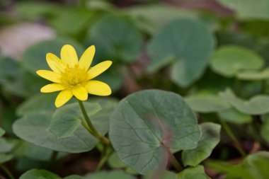 Bir doğa bahar çiçek küçük kırlangıçotu (Ficaria verna)
