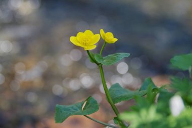 Bataklık-kadife çiçeği (Caltha palustris) doğada
