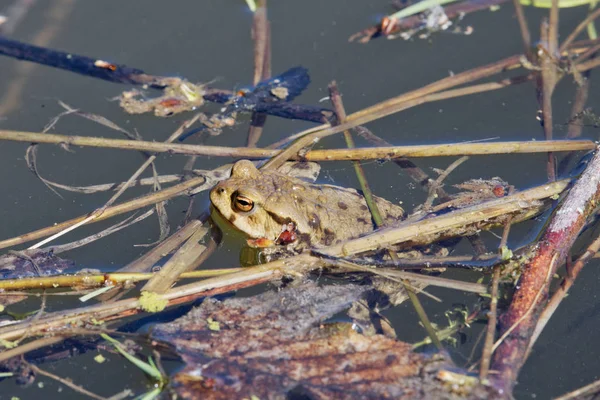 Ropucha szara (Bufo bufo) w charakterze — Zdjęcie stockowe