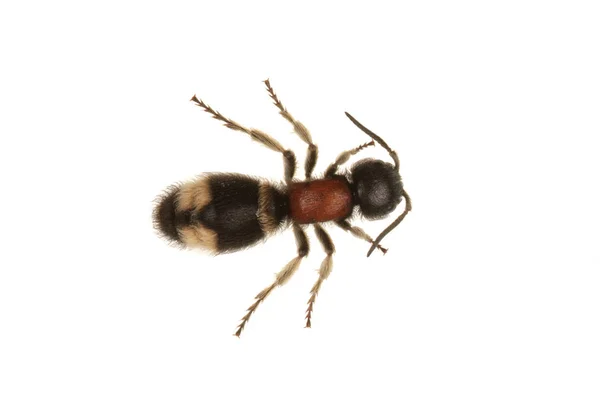 Parasitoïde wasp (Mutilla europaea) op een witte achtergrond — Stockfoto