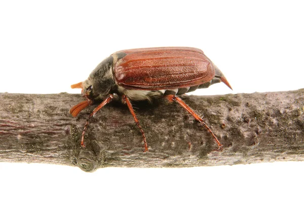 Cockchafer (Melolontha melolontha) sobre um fundo branco — Fotografia de Stock